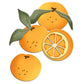 Sweet Oranges Fruits Metal Cutting Dies Set YX945