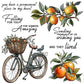 Spring Day Bicycle And Sweet Oranges Cutting Dies And Stamp Set YX1204-S+D
